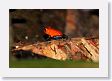 SelvaVerde - 060 * Red and Blue Blue Jeans Strawberry Poison Dart Frog * Red and Blue Blue Jeans Strawberry Poison Dart Frog